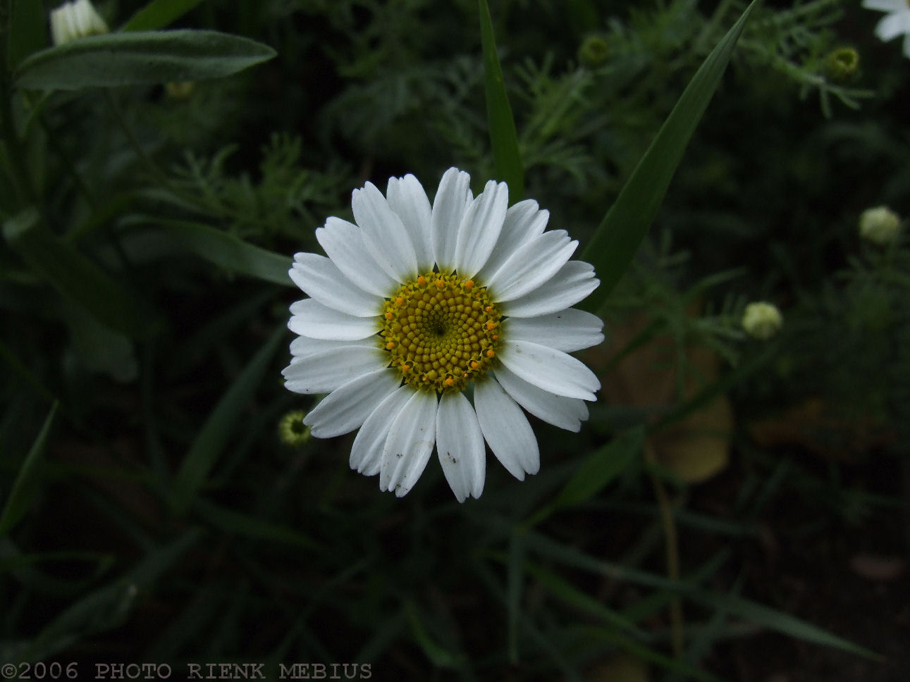 ox-eye daisy